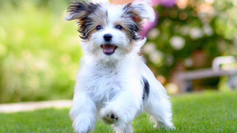 モグワンお試し子犬